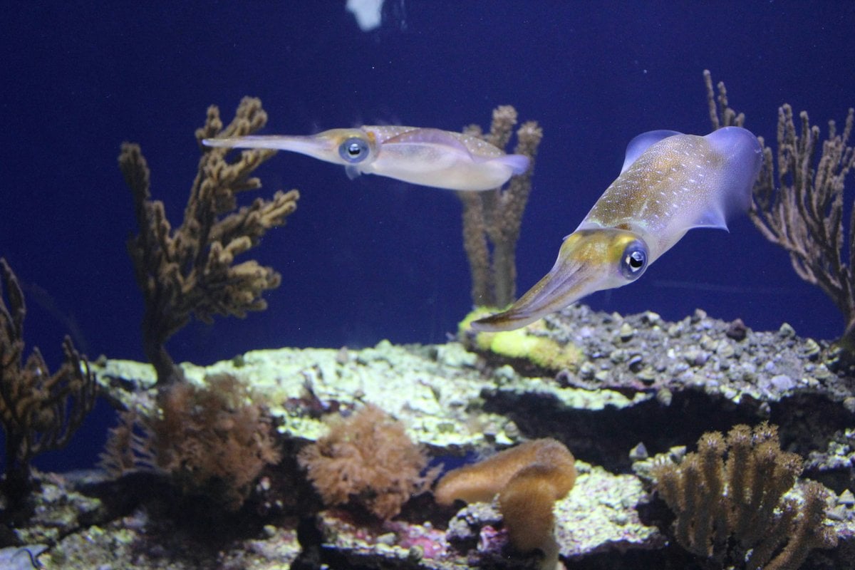 Monterey Bay Aquarium - Gallery Image 2